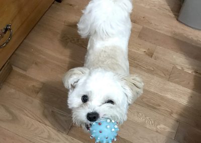 Tucker wanting him to play with you with his squeaky ball